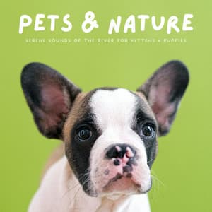 Pets & Nature: Serene Sounds Of The River For Kittens & Puppies - Doggy Naptime Vibes
