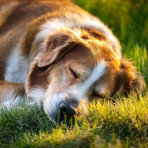 Ritmos De Hip Hop Para La Calma De Tu Perro - Música de Ondas Cerebrales Alfa