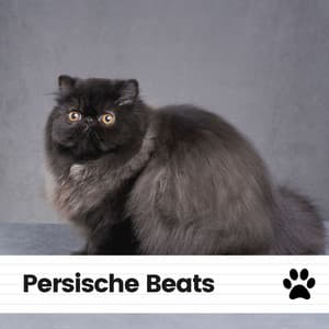 Persische Beats - Katzenmusik