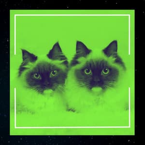 Music for Relaxed and Lounging Cats - Calming Music for Cats
