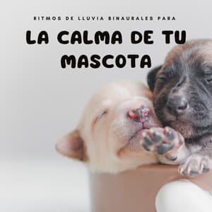 Ritmos De Lluvia Binaurales Para La Calma De Tu Mascota - Academia de sonido de lluvia curativa