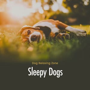 Sleepy Dogs - Dog Relaxing Zone