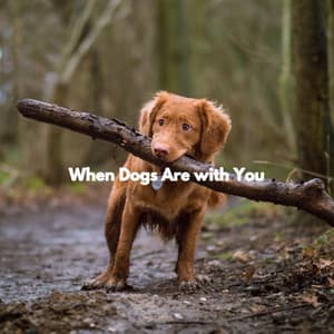 When Dogs Are with You - Musique de Fond Jazz