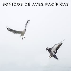 Sonidos De Aves Pacíficas - Sonidos De Pajaros
