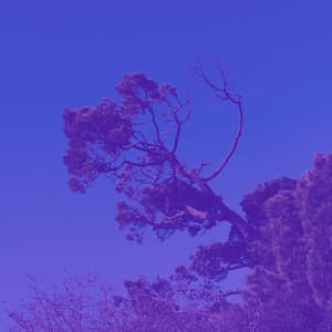 Piano and Bell Music - Background Music for Sleep Therapy - Nature Atmospheres