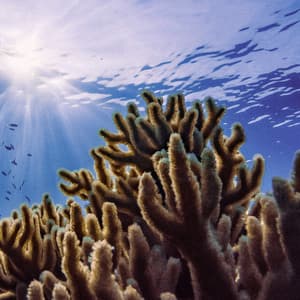 1 Coastal Night: Serene Waters - Seascapers