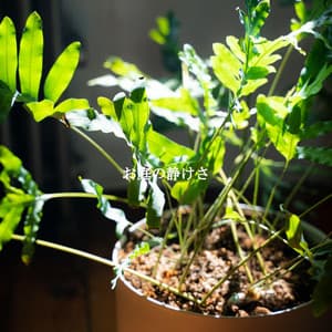 お庭の静けさ - Shopping Music