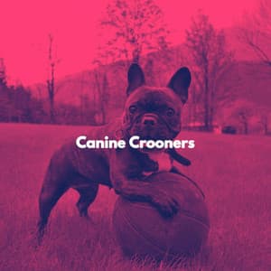 Canine Crooners - Soft Cafe Lounge