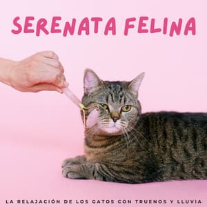 Serenata Felina: La Relajación De Los Gatos Con Truenos Y Lluvia - Lluvia de Lofi