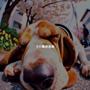 犬の散歩音楽 - Soft Jazz & Coffee