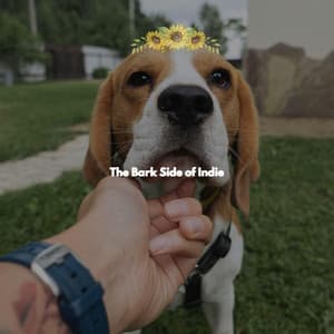 The Bark Side of Indie - Office Background Music