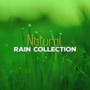 Natural Rain Collection - Rain Sounds Nature Collection