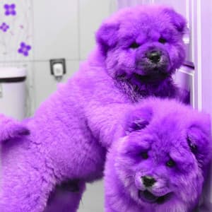 Music for Wonderful Doggies - Separation Anxiety Dog Music