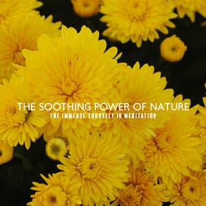 The Soothing Power of Nature - Immerse Yourself in Meditation: Meditation, Relaxation, Yoga, Mindfulness & Sleeping Troubles - Calming Melodies Project