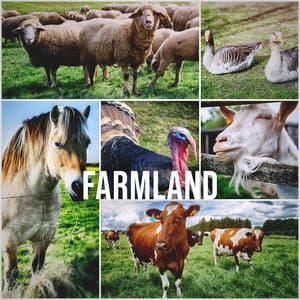 Farmland: Natural Soundscape of a Farm at the Countryside, White Noise Against Stress - Relaxing White Noise Sounds