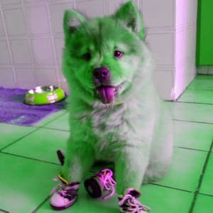 Scintillating Bossa Guitars - Bgm for Anxious Hound - Happy Calm Jazz for Dogs