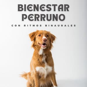 Bienestar Perruno Con Ritmos Binaurales - Investigación de ritmos binaurales