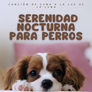 Canción De Cuna A La Luz De La Luna: Serenidad Nocturna Para Perros - Asociación de sonidos nocturnos