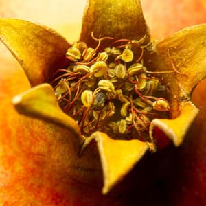 Golden Panacea Breath - Dan Chakram