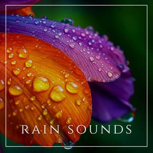 Cozy Nightfall Whisper - Rain Sound