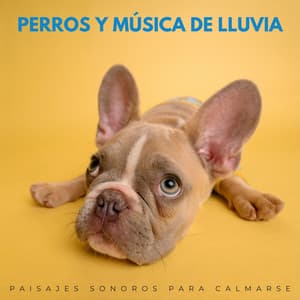 Perros Y Música De Lluvia: Paisajes Sonoros Para Calmarse - Lluvia relajarse