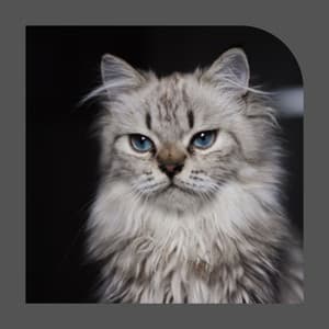 Simplistic Jazz Violin - Background for Sitting Back Cats - Cat Sleeping Music Project