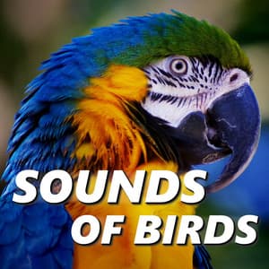 Sounds of Birds - Bird Songs