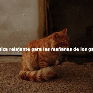 Música relajante para las mañanas de los gatos - No Words Jazz