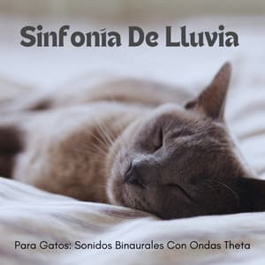 Sinfonía De Lluvia Para Gatos: Sonidos Binaurales Con Ondas Theta - Chico binaural
