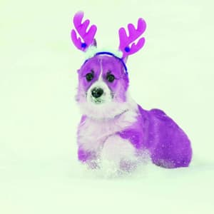 Trio Jazz - Ambiance for Chillin with Pups - Dog Anxiety Music