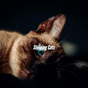 Sleeping Cats - Evening Jazz Relaxation