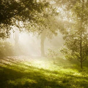 1 Clear Mind: Restful Accomplice - Yoga Music