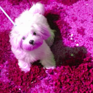 Echoes of Jazzy Dogs - Relaxing Dog Music Classics