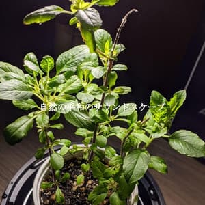 自然の平和のサウンドスケープ - Soft Coffee Shop Music