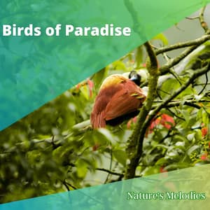 Birds of Paradise - Nature's Melodies