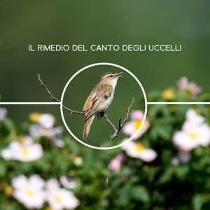 Il rimedio del canto degli uccelli - Suoni naturali zen
