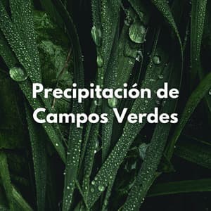 Precipitación De Campos Verdes - Ambiente De Lluvia