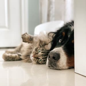 Lofi Pet Harmony: Calm Tunes for Comfort - Lofi for Coding
