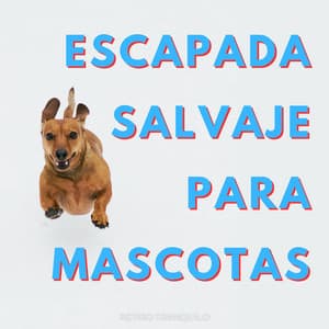 Escapada Salvaje Para Mascotas: Retiro Tranquilo - Lista de reproducción tranquila