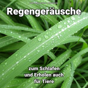 Regengeräusche zum Schlafen und Erholen auch für Tiere - Regen