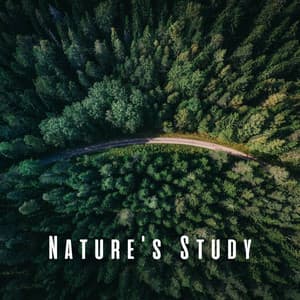 Nature's Study: Rain and Insect Sounds with Chill Music - Rainded