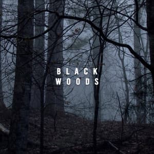 Black Woods - Rainforest Sounds