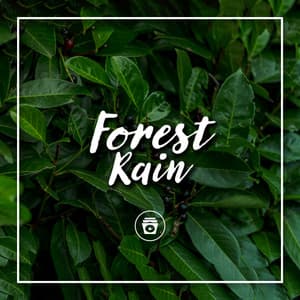 Forest Rain - Heavy Rain Sounds
