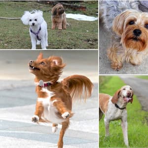 Easy Listening Guitar - Background Music for Sweet Pups - Dog Music Library