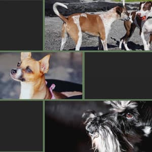 Easy - Fun Puppies - Dog Jazz Sounds