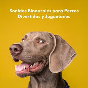 Sonidos Binaurales Para Perros Divertidos Y Juguetones - Perritos Fantásticos