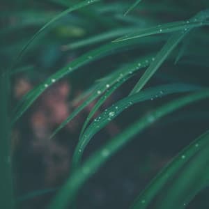 Summer Blissful Summer Rain Sounds for Relaxation & Meditation - Thunder and Rain Storm