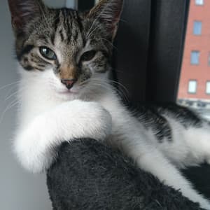 Feline Swing Jazz Lounge: Harmonious Tunes for Sophisticated Cats - The Jazz Cats