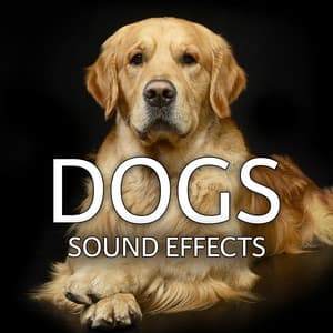 Dogs Sound Effects - Sound Ideas