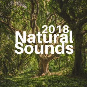 Natural Sounds 2018 - Meditation Aid - Serena Wood